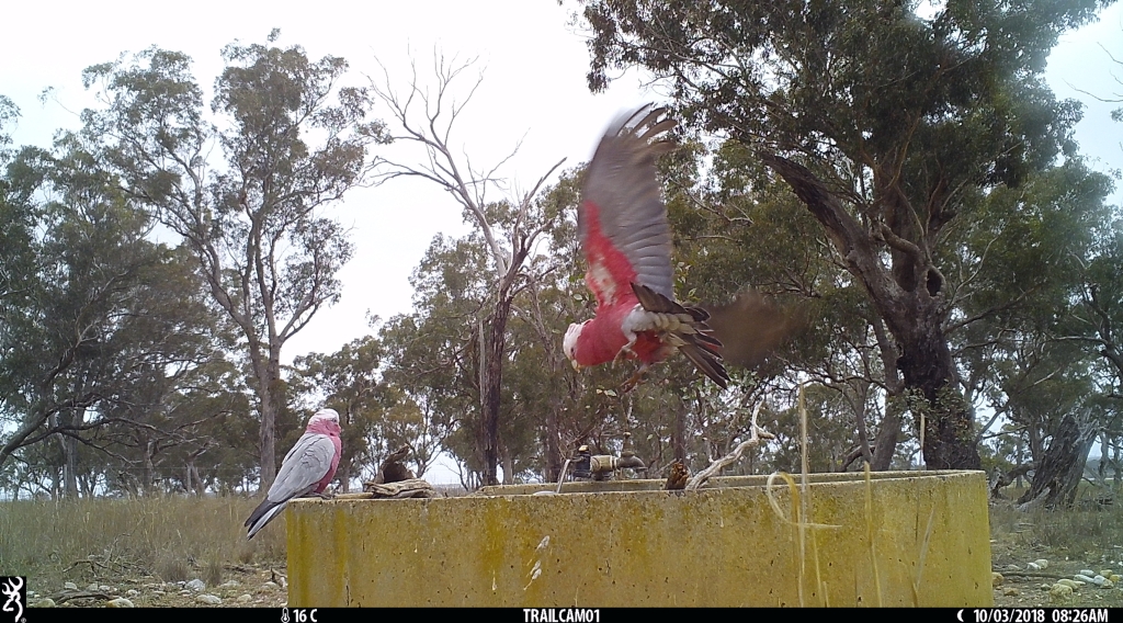 Galahs in Pinkerton Forest